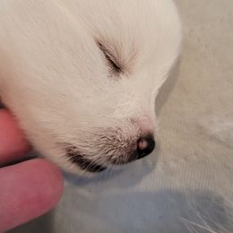American Eskimo Dog Puppies from Diamond Storm Eskies