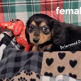 Dachshund Puppies from Briarwood Dachshunds