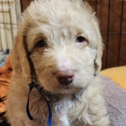 Eli - Apricot male Labradoodle puppy in Fostoria, Michigan from North Country Kennel Club