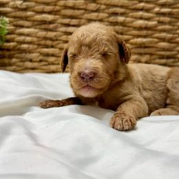 Hunter - Cream male Goldendoodle puppy in Willacoochee, Georgia from Kitandkboodle's Doodles