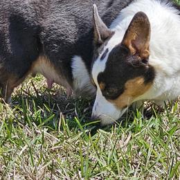 Bella - Pembroke Welsh Corgi