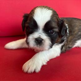 Miron - Tricolor male Shih Tzu puppy in Weeki Wachee, Florida from Svitlana Geist
