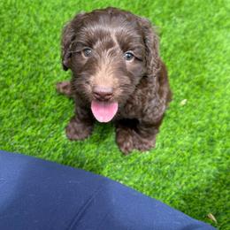 Bieber - Chocolate male Australian Labradoodle puppy in Denton, Texas from Liberty Hill Labradoodles