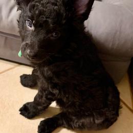 Snickerdoodle - Black male Mudi puppy in Benson, Arizona from Twisted Acres Border Collies and Mudi