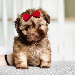 Girl 3 - Gold female Shih Tzu puppy in Seguin, Texas from Dolled Up Shih Tzus