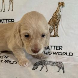 Girl 3 - Cream female Dachshund puppy in Vinton, Iowa from Lerch Family Dachshunds