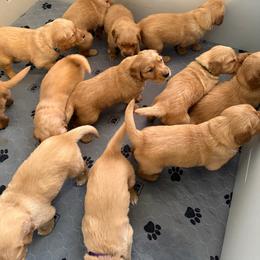 Girl 1 - Golden female Golden Retriever puppy in Kentucky from Greenridge Kennels