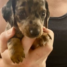 Abby - Dapple female Dachshund puppy in Pennsville, New Jersey from Bay Acres Dachshunds