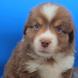 PinkM Collar RTM - Red tri-color male Miniature American Shepherd puppy in Lexington, Kentucky from Deuce's Den