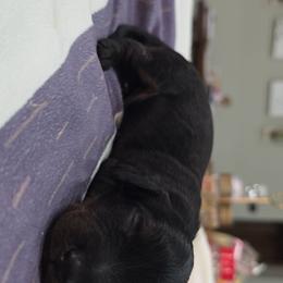 Black boy (bigger) - Black and tan male Dachshund puppy in West Plains, Missouri from Spring Creek Dachshunds