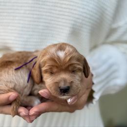 Nazca - Caramel red female Australian Labradoodle puppy in Morgan Hill, California from Loving Labradoodle