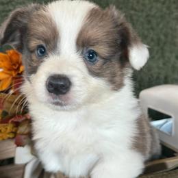 Ash - Blue male Pembroke Welsh Corgi puppy in Paxton, Illinois from McGovern Family Corgis