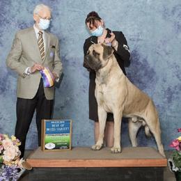 Mastiffs from Epiphany Mastiffs