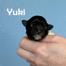 Boy 1 - male Lowchen puppy in Fort Collins, Colorado from Dragonne Lowchen