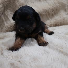 Girl 1 - Black phantom female Aussiedoodle puppy in Central Islip, New York from Fifth Avenue Australian Shepherds