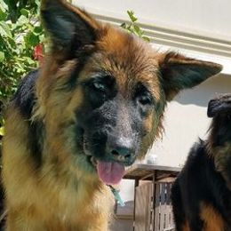 German Shepherds from Cheryl Fedak's German Shepherds