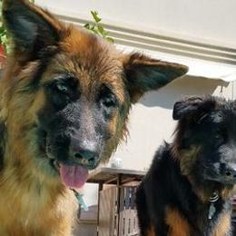 German Shepherds from Cheryl Fedak's German Shepherds