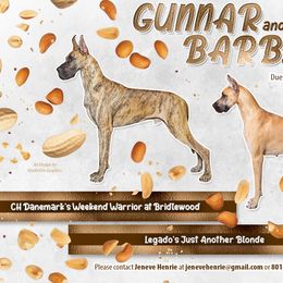 Bedlington Terriers and Great Danes from Cloud9 Bedlingtons and Argos Danes