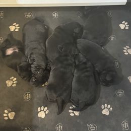 Labrador Retriever Puppies from Lookout Mountain Labrador Retrievers