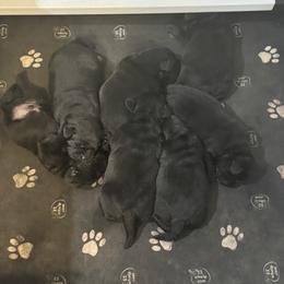 Labrador Retriever Puppies from Lookout Mountain Labrador Retrievers