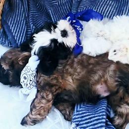 Shih Tzu Puppies from Shih Tzus of Gilbert