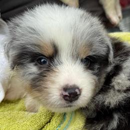 Smoke - Blue merle male Australian Shepherd puppy in Stanford, Kentucky from Red Feather Aussies