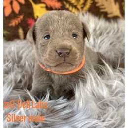 Header - Chocolate male Labrador Retriever puppy in Sullivan, Missouri from O’Dell Labs