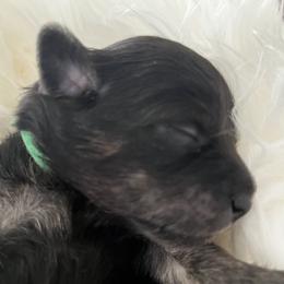 Chihuahuas from Alyce’s Angels