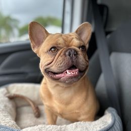 Midas - French Bulldog