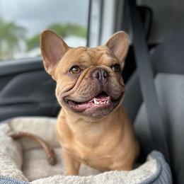 Midas - French Bulldog