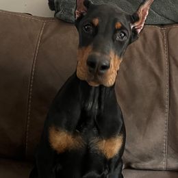 Girl 1 - Black and rust female Doberman Pinscher puppy in Shrewsbury, Massachusetts from Di Nonno Dobermann