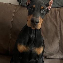 Girl 1 - Black and rust female Doberman Pinscher puppy in Shrewsbury, Massachusetts from Di Nonno Dobermann