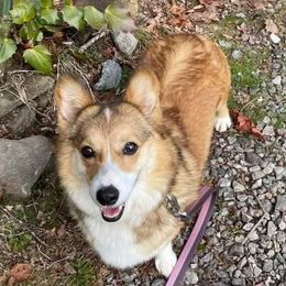 Cricket - Pembroke Welsh Corgi