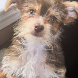Yorkshire Terrier All Grown Up from Happy Days