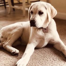 Labrador Retriever Puppies from Nancy's Service Labs