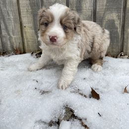 Merle boy - Red merle male Toy Australian Shepherd puppy in Hillsboro, Illinois from Shoal Creek Puppies