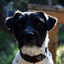 Milo - Jack Russell Terrier