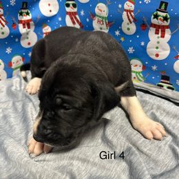 Girl 4 - Great Dane puppy from Bull West Kennels