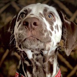 Dalmatian Puppies from Sublime Dalmatians