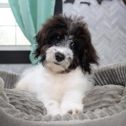 Biscotti - In Training - Black and white male Bernedoodle puppy in Youngstown, Florida from Wonderland’s Boujie Kennels