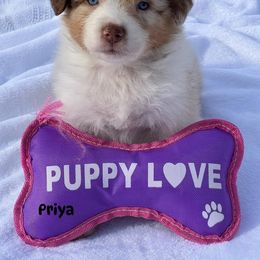 Priya - Red merle female Australian Shepherd puppy in Magee, Mississippi from Paint ByNumbers Ranch