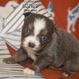 Sugarplum - Blue merle female Miniature Australian Shepherd puppy in Patterson, North Carolina from DreamLine Aussies