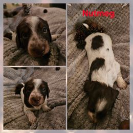 Girl 1 - female Dachshund puppy in Saginaw, Michigan from Emily Humpert