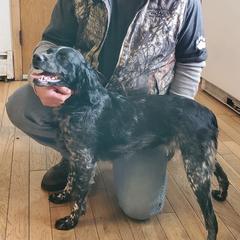 Pippa - French Brittany