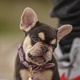 French Bulldogs from Silkhaus+Frenchies