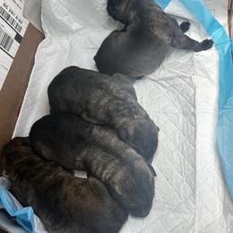Puppy 4 - Gray and brindle male Irish Wolfhound puppy in Saint George, South Carolina from Carolina cotton candy corgis