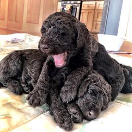 Poodle Puppies from Genesis Poodles