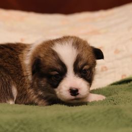 Boy 4 - Pembroke Welsh Corgi puppy in Karnack, Texas from Sureshot Corgis
