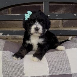 Christmas Carol 1800 Thanksgiving Special - Tri-color female Bernedoodle puppy in Cartersville, Georgia from Simply Blessed Doodles