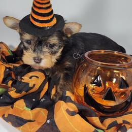 Orange collar girl - Black and tan female Yorkshire Terrier puppy in Jacksonville, Florida from Yorkieology